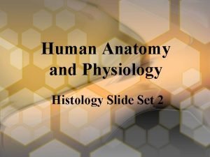 Human anatomy slide