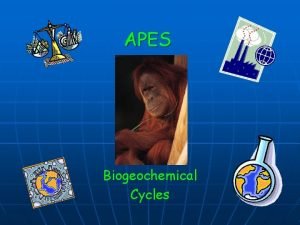 Apes cycles