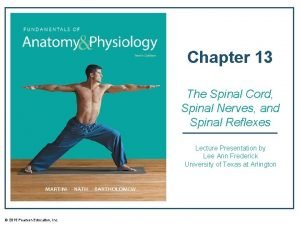 Spinal cord and spinal meninges