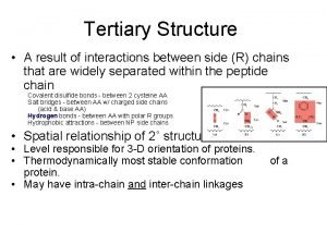 Globular vs fibrous proteins