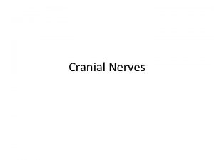 Cranial nerves