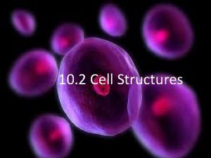 What cell organelle is like lysol spray cleaning the cell