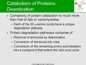 Protein catabolism