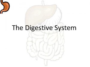 The Digestive System Digestive System The digestive system