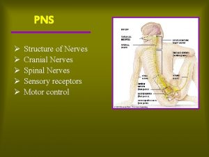 PNS Structure of Nerves Cranial Nerves Spinal Nerves