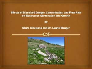 Effects of Dissolved Oxygen Concentration and Flow Rate