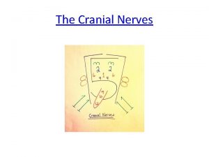 The Cranial Nerves Cranial Nerves Cranial nerves are