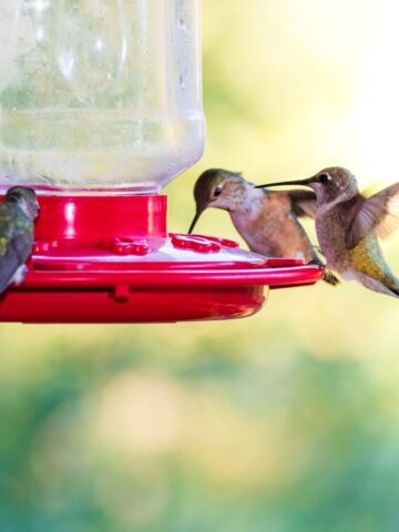 four hummingbirds around a hummingbird feeder