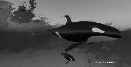 Killer whale Black & White