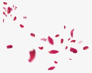 Rose Petals Falling Png Transparent Rose Petals Falling Png Image Free Download Pngkey