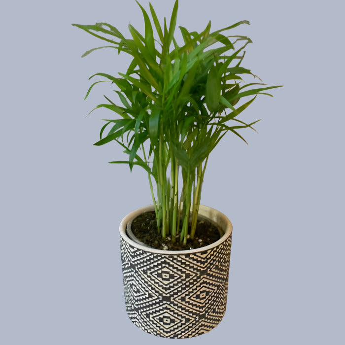 Parlour Palm Houseplant | Chamaedorea Elegans | Small Indoor Plants