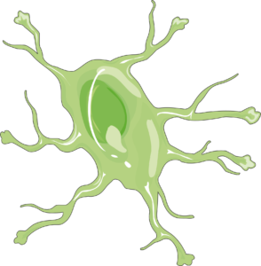 Astrocyte