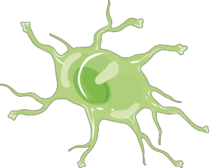 Astrocyte