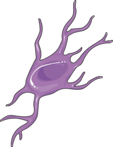 Oligodendrocyte