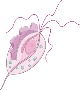 trichomonas