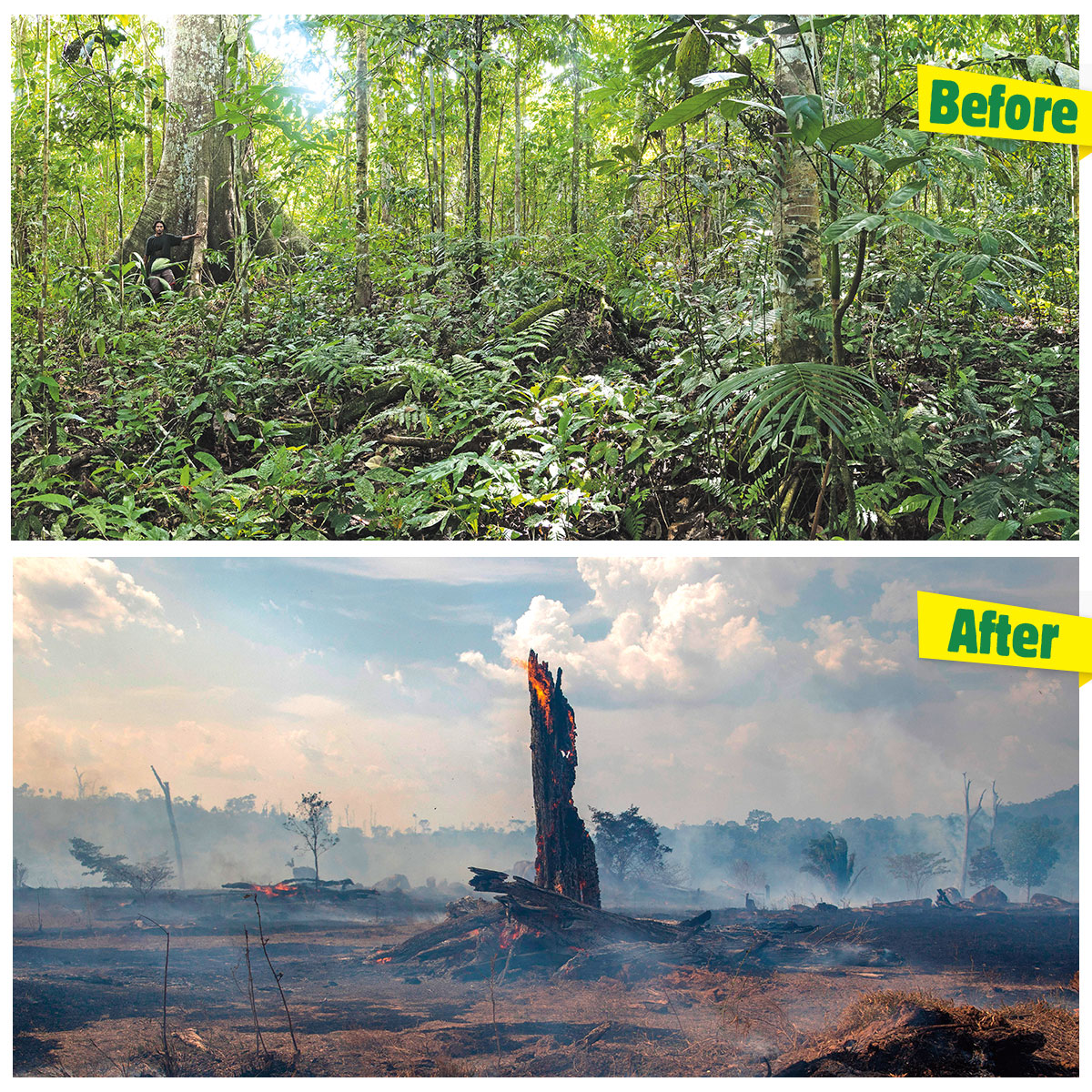 5 Big Questions About The Amazon Rainforest