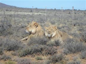 Karoo National Park