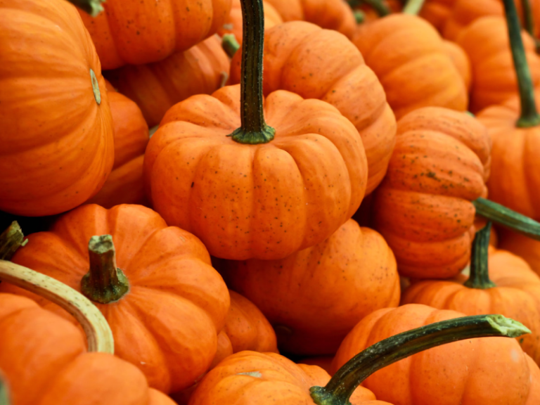 pumpkin patches in LA