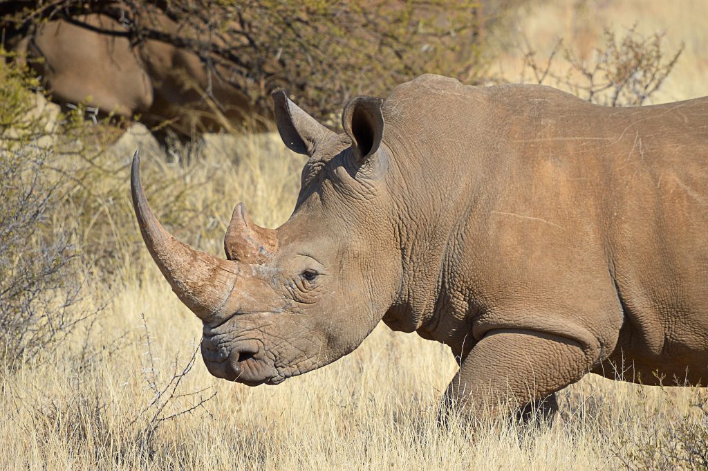 World Rhino Day