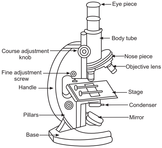 Compound Microscope Parts Labeled Diagram And Their F - vrogue.co