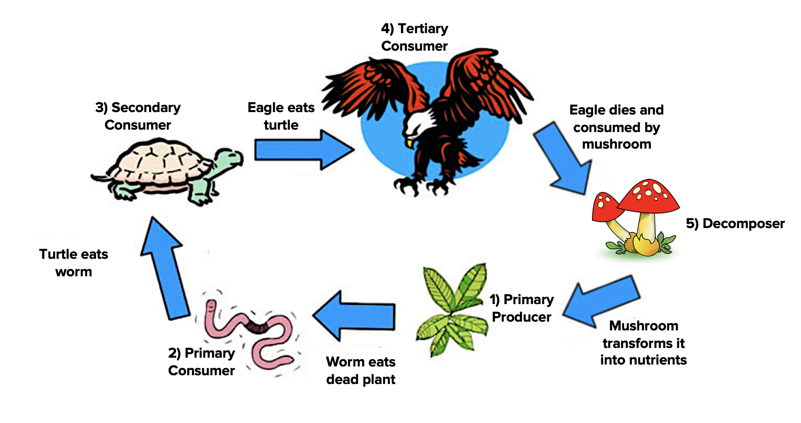 Three Examples Of Food Chain - Design Talk