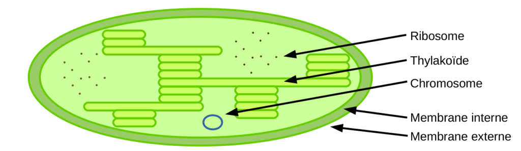 Schéma simplifié d'un chloroplaste.