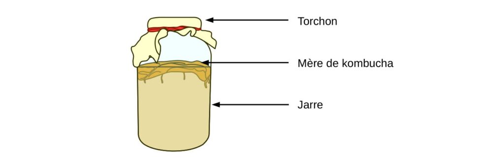 Schéma d'une jarre contenant du kombucha