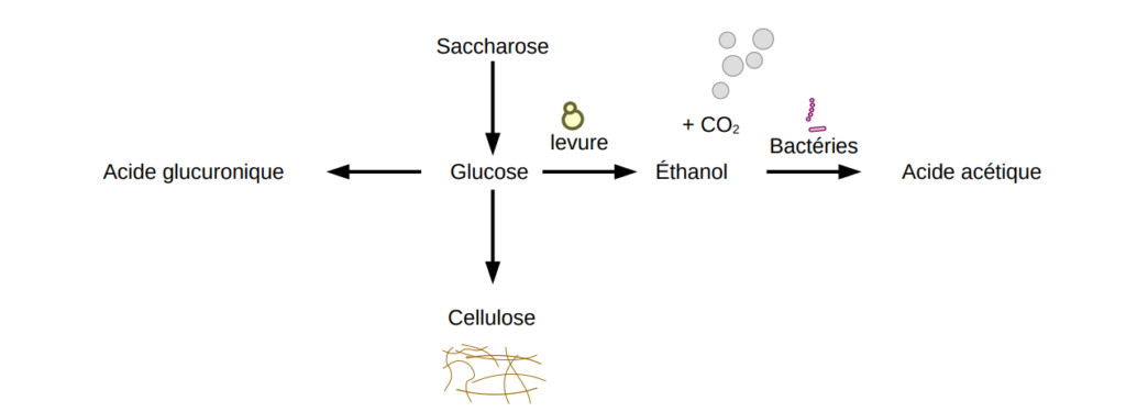 Schéma montrant la production d'acide glucuronique, cellulose et acide acétique à partir de saccharose par les micro-organismes présents.