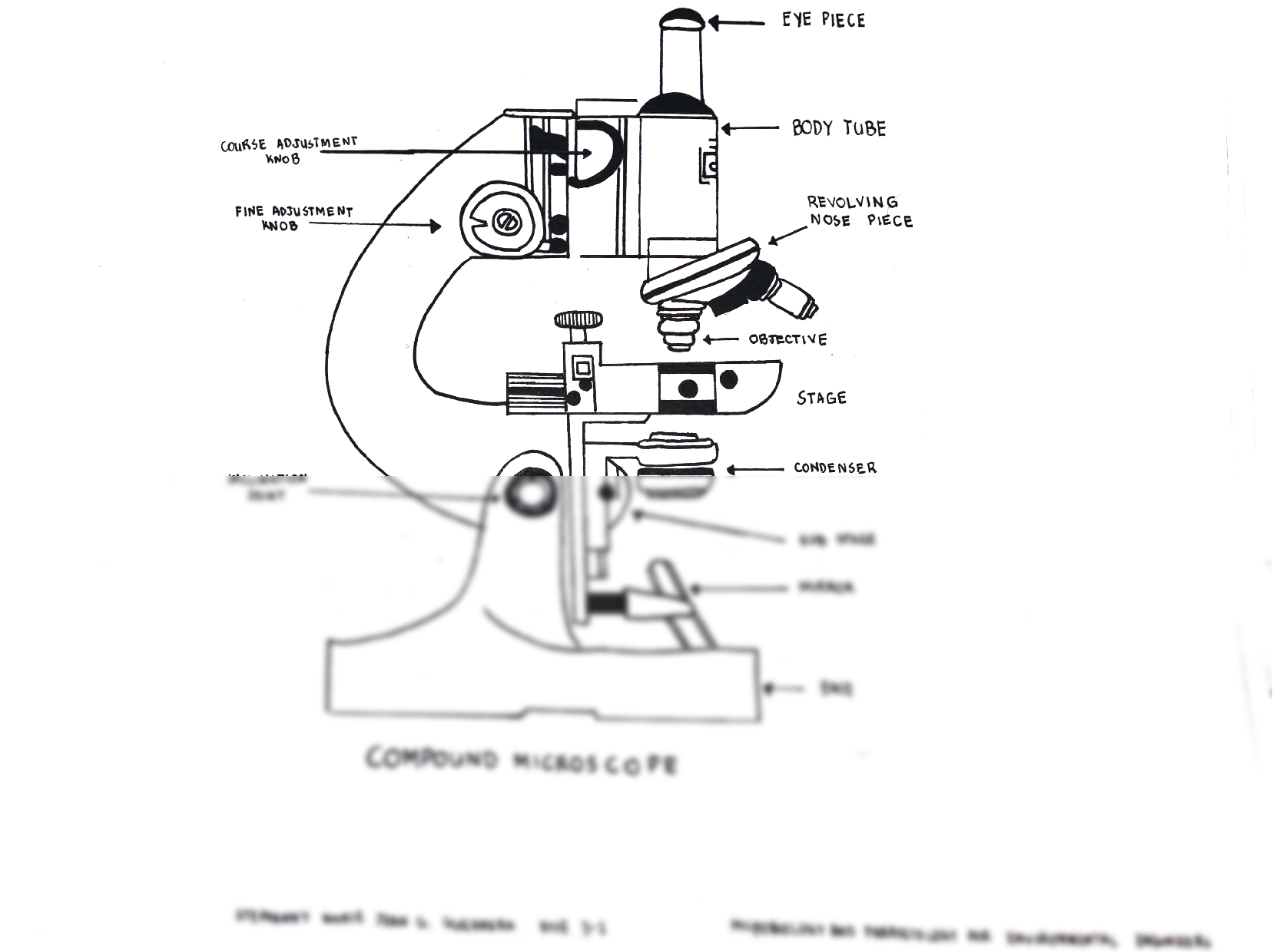 Discover more than 83 compound microscope parts sketch - in.eteachers