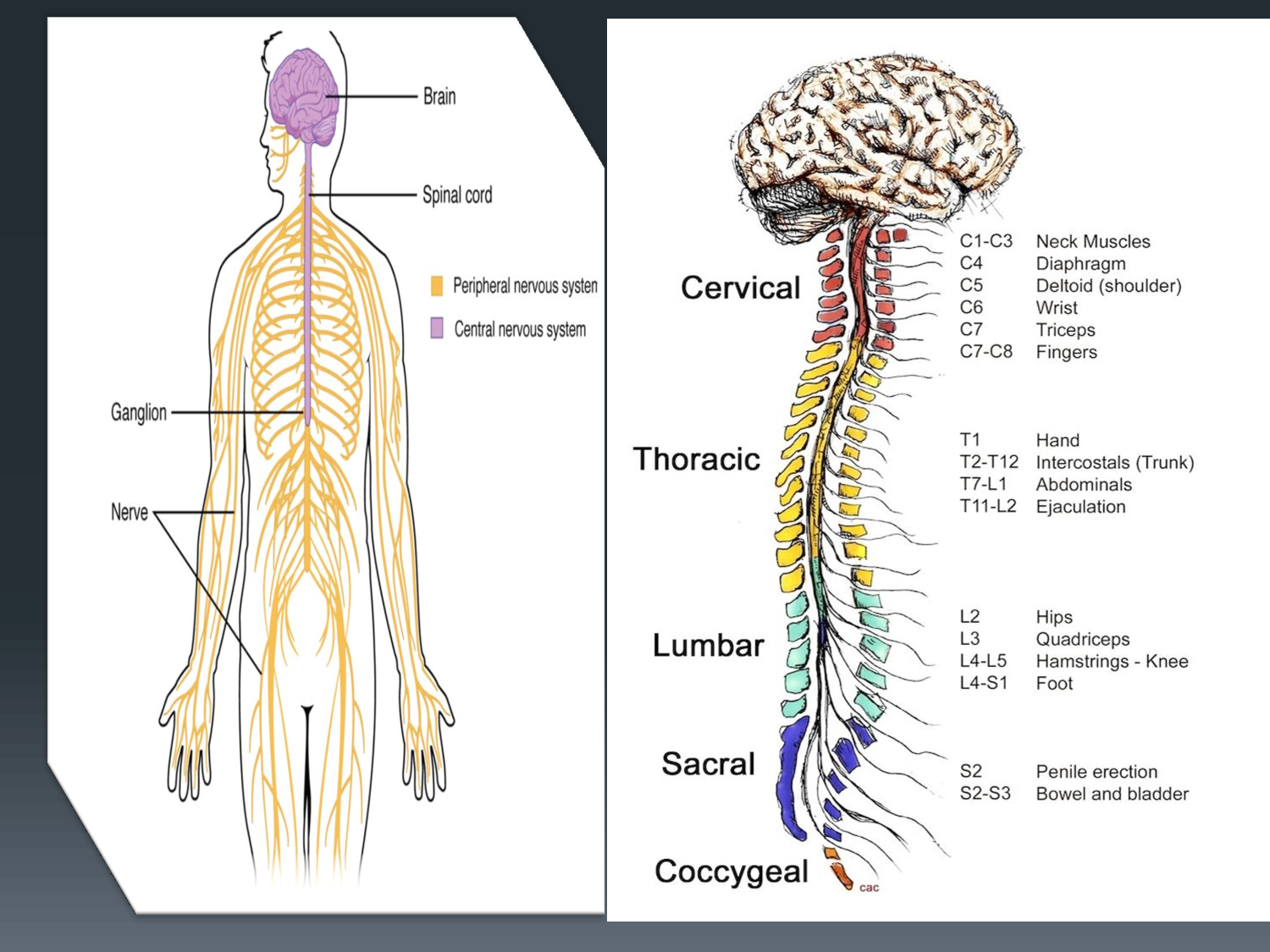 SOLUTION: Neuroanatomy lec1 introduction to neuroanatomy pdf - Studypool