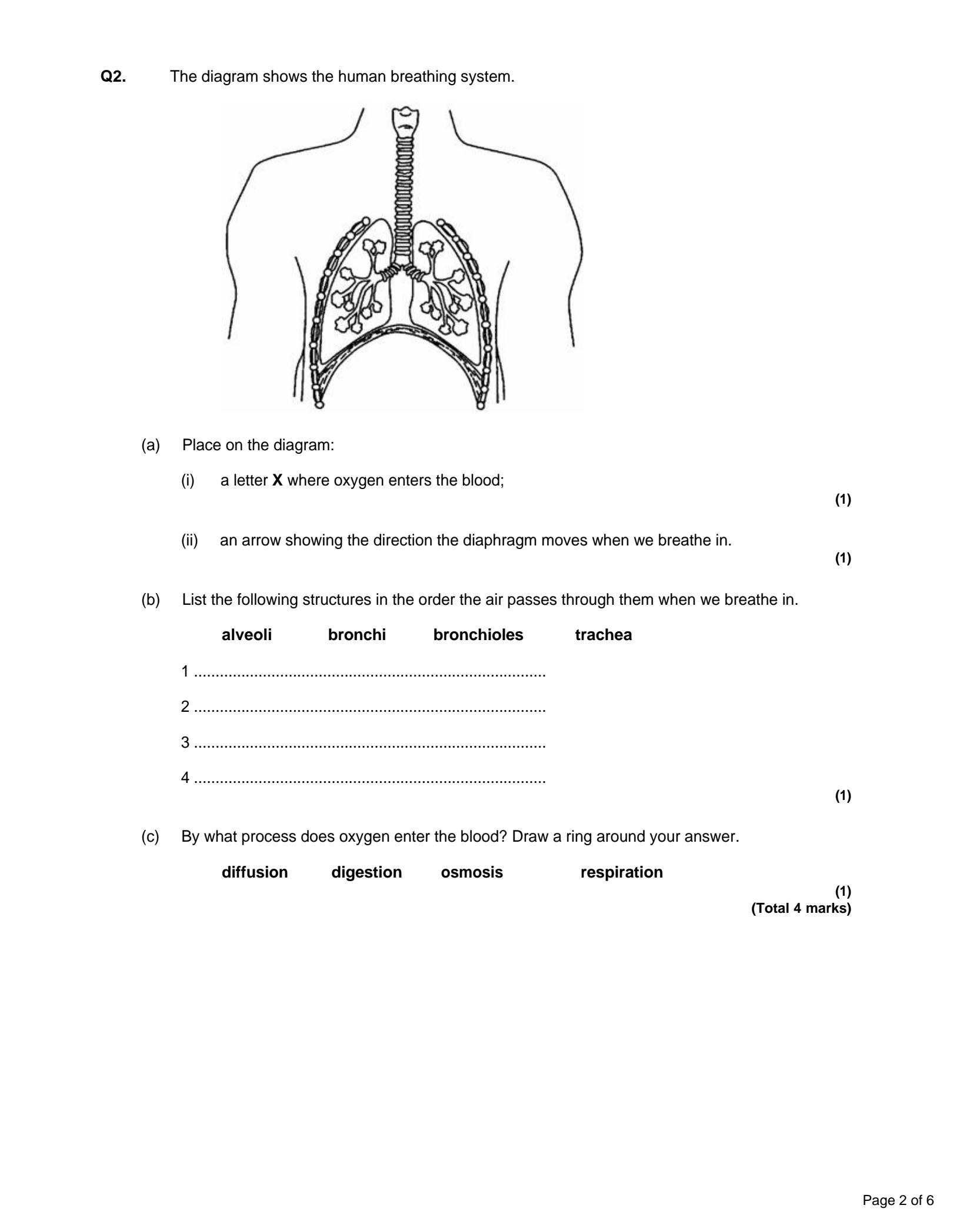 SOLUTION: Lung structure - Studypool