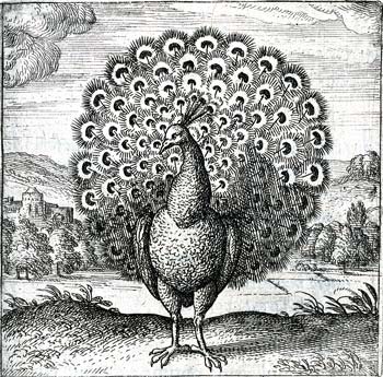 Epiphanius Physiologus: Peacock