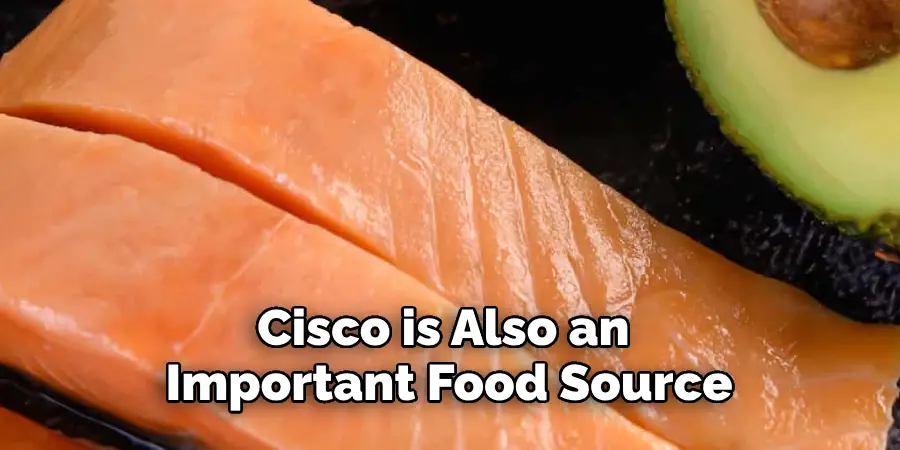 Cisco is Also an 
Important Food Source