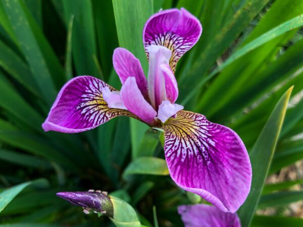 Rose Iris