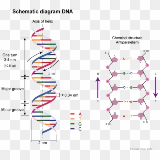 The - Double Helical Model Of Dna, HD Png Download - 600x544 (#783405 ...