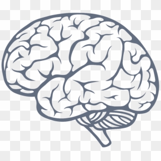 Brain Clipart Transparent