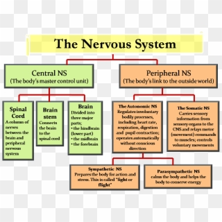 Central Nervous System & Peripheral Nervous System - Central And ...