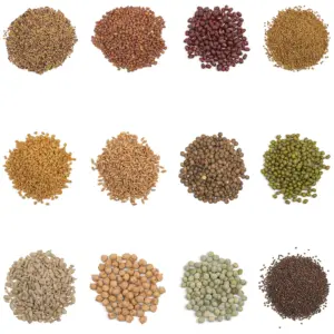 Assorted Sample Pack | Sprouting seeds alfalfa broccoli clover lentil wheatgrass