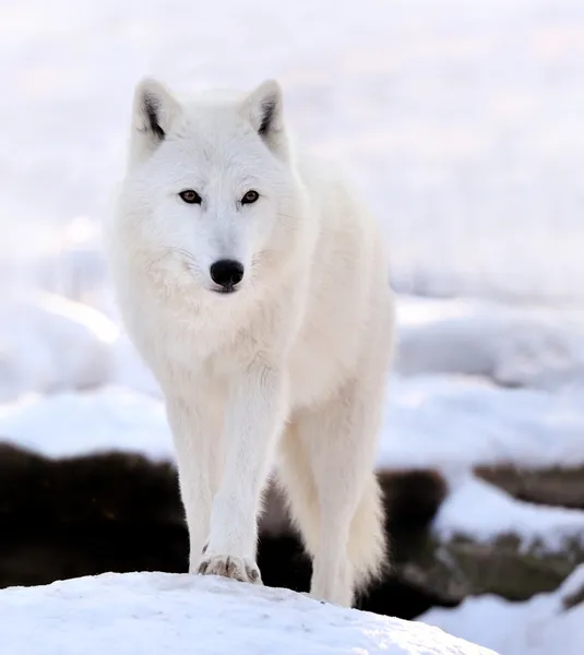 White Wolf Howling Wallpaper