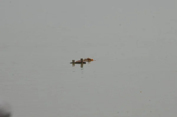 Garbage dump in a Water