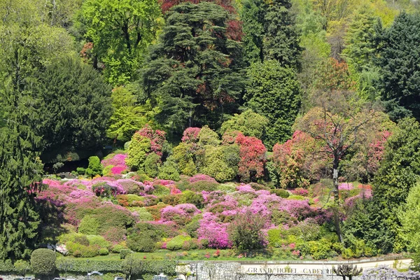 Fantastic landscape with azaleas and rhododendrons — Stock Photo ...