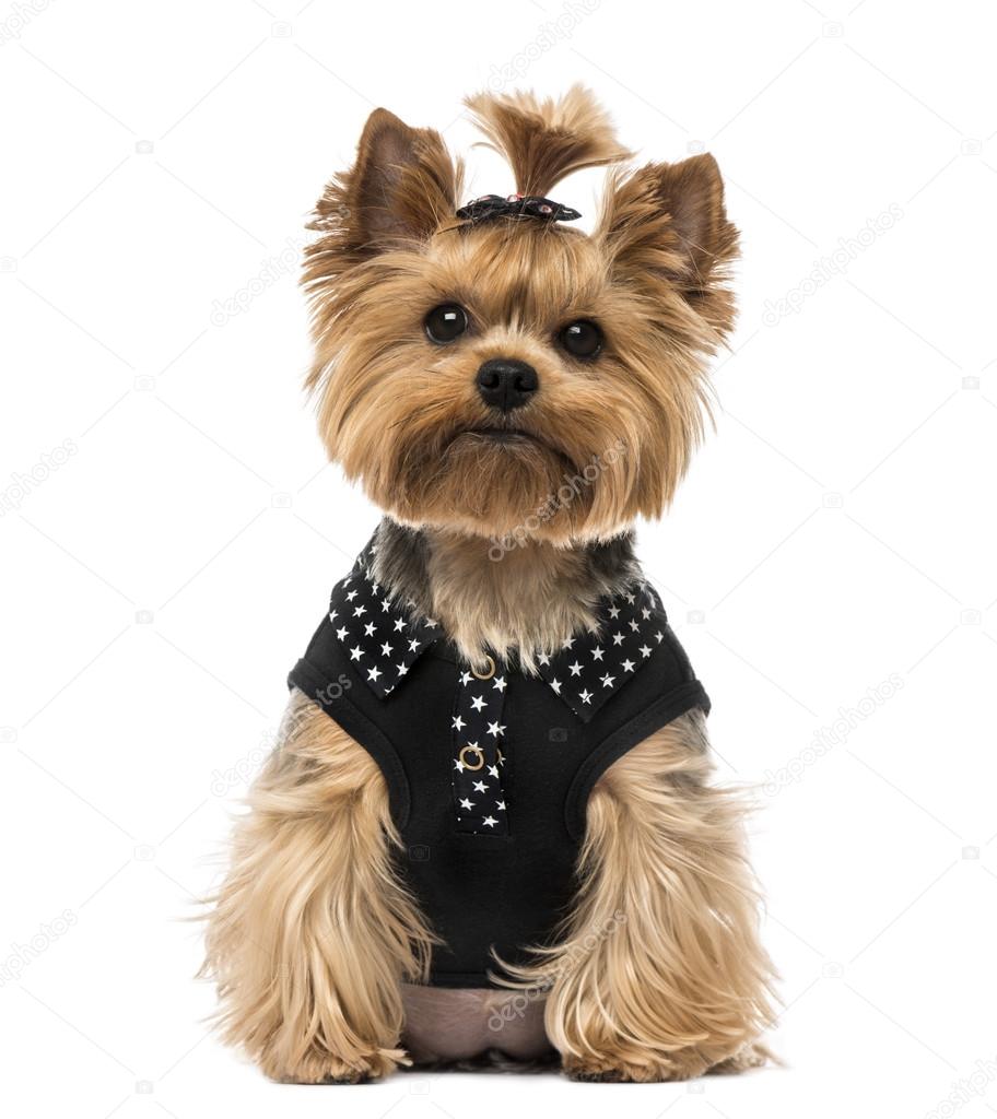 Yorkshire Terrier Stock Photo Image By C Lifeonwhite