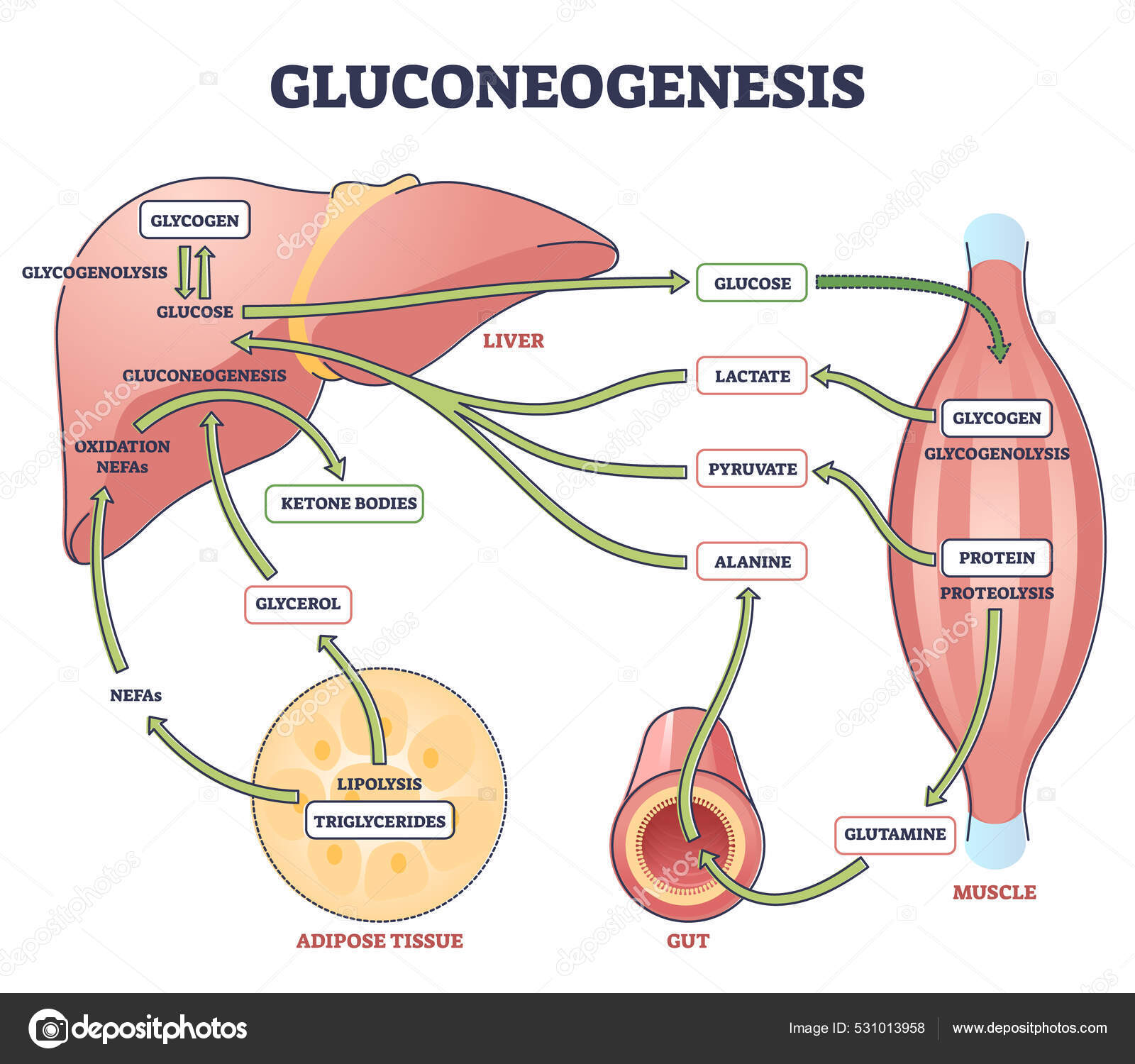 Gluconeogenesis GNG metabolic pathway for glucose generation outline ...