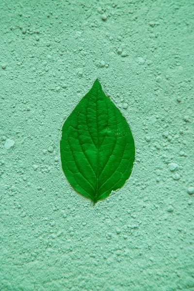 Leaves imprint on green powder. Natural cosmetic. Selective focus. Nature.