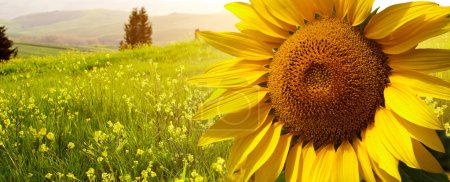 Foto de Paisaje con girasoles en Toscana, Italia - Imagen libre de derechos