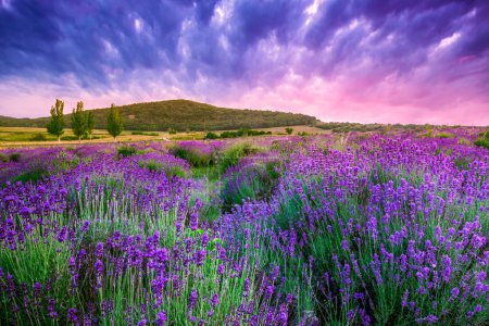 Foto de Puesta de sol sobre un campo de lavanda de verano en Tihany, Hungría- Esta foto hacer HDR disparo - Imagen libre de derechos