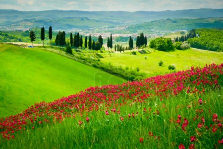 Foto de Colina cubierta de flores rojas con vistas a un camino bordeado de cipreses en un día soleado cerca de Certaldo, Toscana, Italia - Imagen libre de derechos