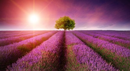 Foto de Hermosa imagen del campo de lavanda Paisaje de verano al atardecer con un solo árbol en el horizonte con la explosión del sol - Imagen libre de derechos