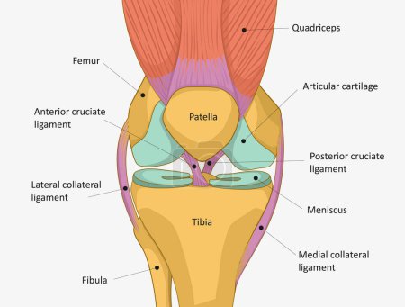 Illustration for Human Knee joint anatomy. Knee Tendons, anatomical diagram - Royalty Free Image