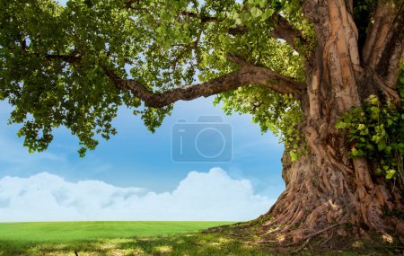 Foto de Árbol verde naturaleza paisaje - Imagen libre de derechos